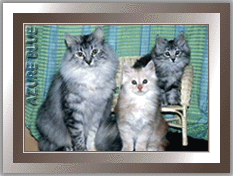 Dvalin and her kittens