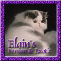 Elain's Persians & Exotic