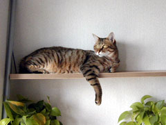 凛々しいでしょ?